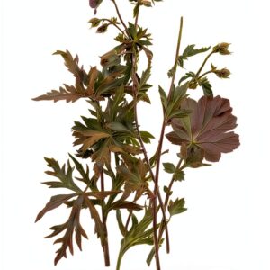 Valancourt Books eBook Inglese 366 pagine Word Wise-0