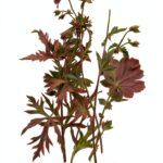 Valancourt Books Romanzo Inglese 297 pagine 2023-0