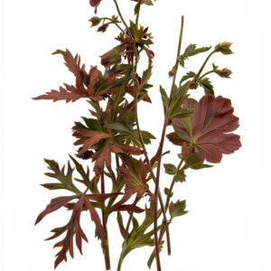 Valancourt Books Romanzo Inglese 297 pagine 2023-0