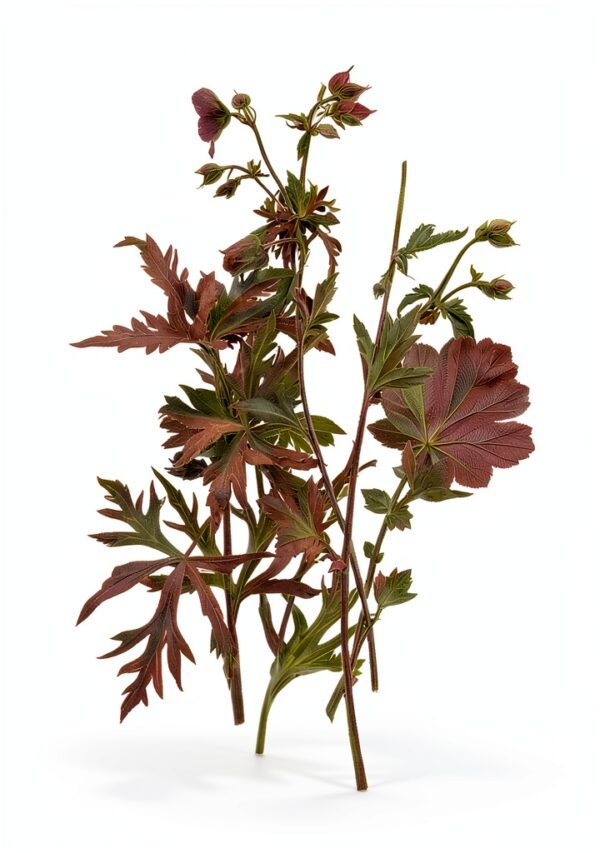 Valancourt Books Romanzo Inglese 297 pagine 2023-0